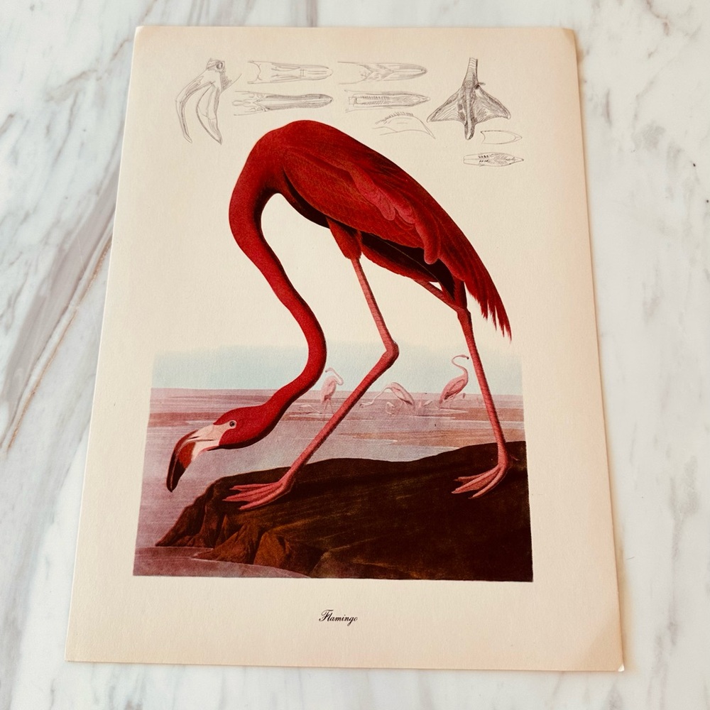 Vintage Flamingo Art Print